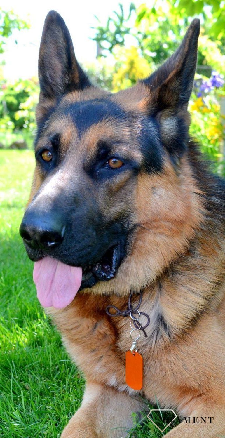 Blaszka dla pupila pomarańczowa 5 cm z miejscem na grawer Blaszka orange XL. Blaszka w formie adresówki, identyfikatora dla psa. Blaszka z miejscem na grawer. Na adresówce możemy wygrawerować np. imię psa i nr telefonu do właś.jpg